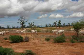 de Baobabs...! -  Tourisme - 